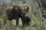Éléphant d'Afrique - African elephant