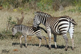 Zèbres - Zebra