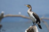 Grand cormoran - Great cormorant