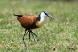 Jacana  poitrine dore - African Jacana