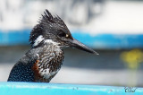 Martin-pcheur gant - Giant Kingfisher