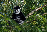 Singe colobus - Black and white Colobus