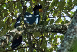 Touraco géant - Great Blue Turaco