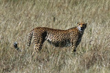 Guépard - Cheetah