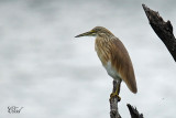 Crabier chevelu - Squacco heron