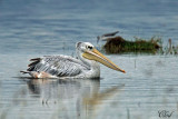 Pélican gris - Pink-backed Pelican