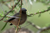 Républicain d'Arnaud - Grey capped Social Weaver