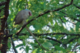 Coliou huppé - Blue-naped Mousebird