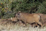 Phacochère - Warthog