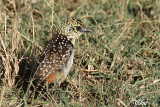 Barbican dArnaud (Usambiro) - DArnauds Barbet