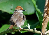 Cisticole de Chubb - Chubbs cisticola