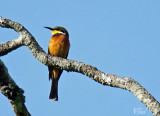 Gupier montagnard - Cinnamon-chested Bee-eater