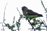 Perroquet de Meyer - Meyers Parrot