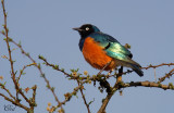 Choucador superbe - Superb Starling