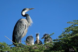 Héron mélanocéphale - Black-headed Heron