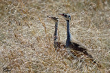 Outarde du Sngal - White-bellied Bustard