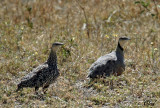 Ganga  gorge jaune - Yellow-throated Sandgrouse