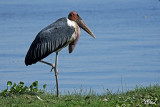 Marabout d'Afrique - Marabou Stork