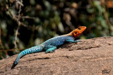 Lézard Agama Lizard