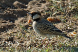 Moinelette de Fischer - Fischer's Sparrow-Lark