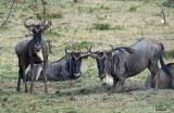 Gnous bleu - Blue Wildebeest