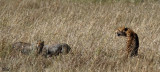 Guépard et jeunes - Mom Cheetah and youngs