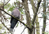 Tourterelle à collier - Red-eyed Dove