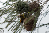 Tisserin de Speke - Spekes Weaver