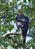 Aigle couronné - African crowned Eagle