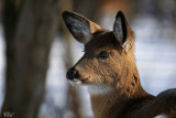 Cerf de Virginie -White-tailed deer