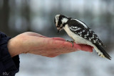 Pic mineur - Downy Woodpecker