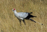 Messager Sagittaire - Secretary Bird