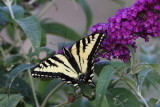 Western Tiger Swallowtail on Butterfly Bush Buzz Purple