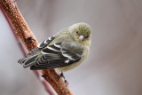 IMG_968 Lesser Goldfinch