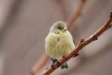 IMG_9691 Lesser Goldfinch