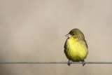 Lesser Goldfinch