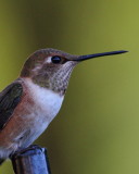 Rufous Hummingbird