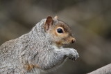 Small Mammals
