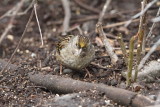 Golden-crowned Sparrow