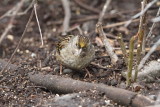  Golden-crowned Sparrow