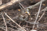 Sooty Fox Sparrow