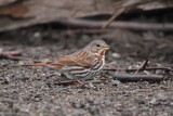 Red Fox Sparrow