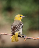Bullock's Oriole