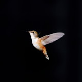  Rufous Hummingbird