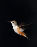  Rufous Hummingbird