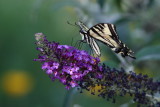 Western Tiger Swallowtail