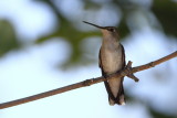  Female Black-chinned Hummingbird