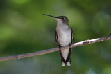 Female Black-chinned Hummingbird