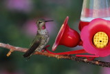 Anna's Hummingbird