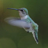 Anna's Hummingbird